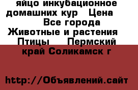 яйцо инкубационное домашних кур › Цена ­ 25 - Все города Животные и растения » Птицы   . Пермский край,Соликамск г.